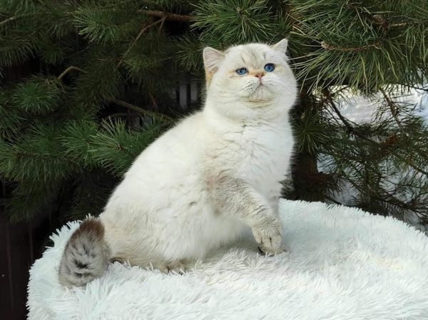 British Shorthair