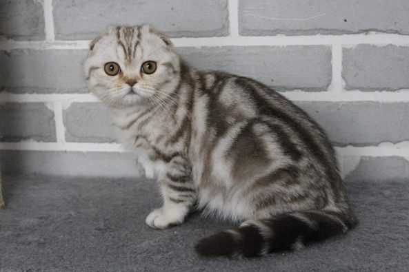 Scottish Fold