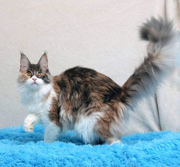 Maine Coon