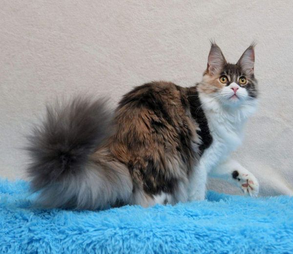 Maine Coon