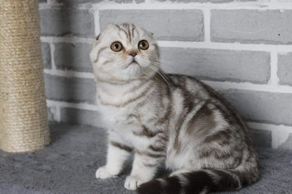 Scottish Fold