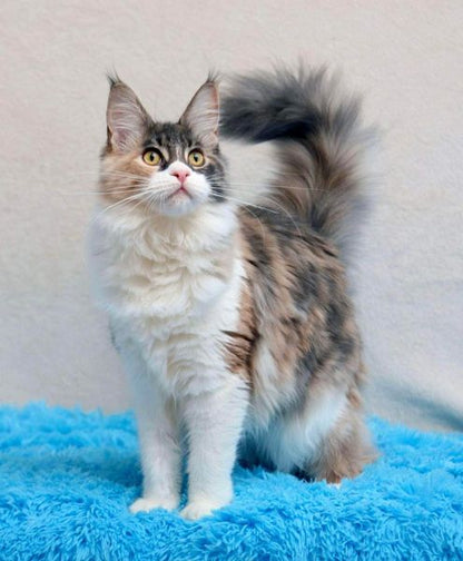 Maine Coon