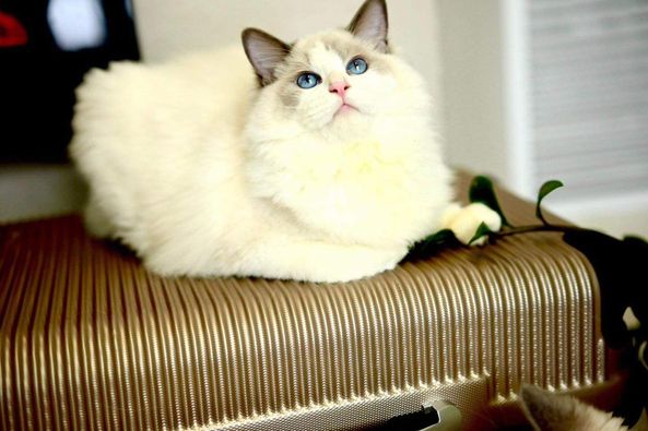 Ragdoll