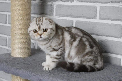 Scottish Fold