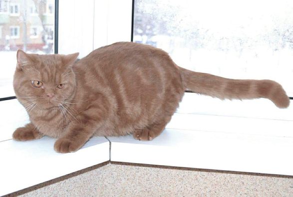 British Shorthair