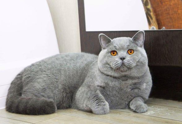 British Shorthair