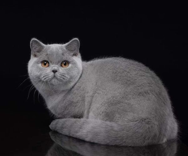 British Shorthair