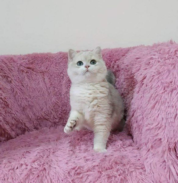 British Shorthair