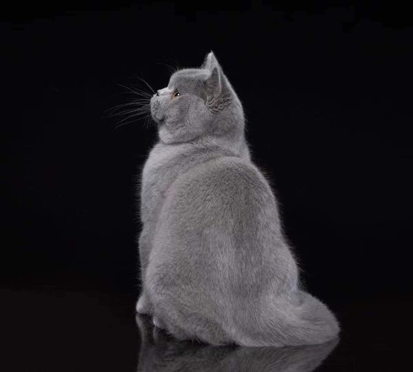 British Shorthair