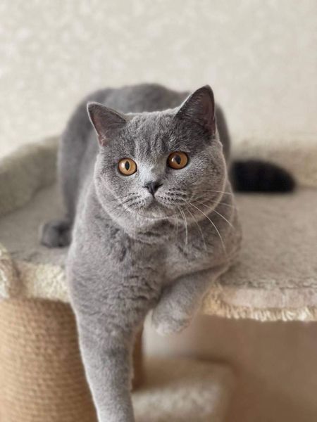 British Shorthair