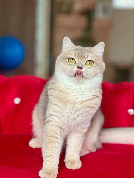 British Shorthair