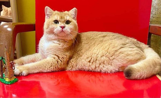 British Shorthair