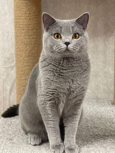 British Shorthair