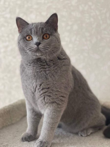 British Shorthair