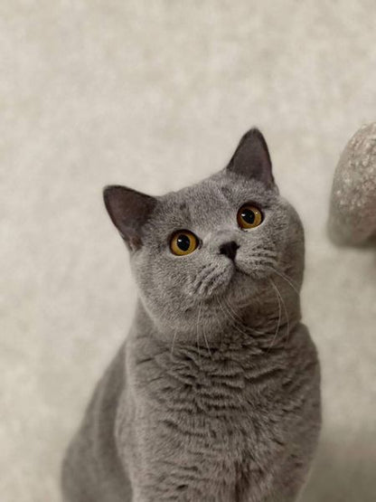 British Shorthair