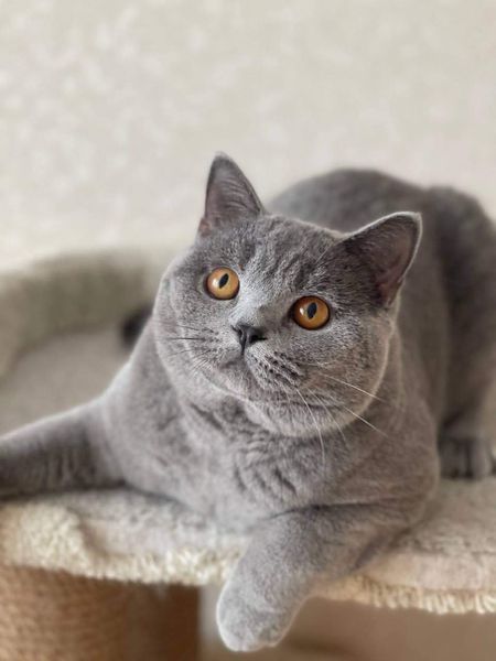 British Shorthair