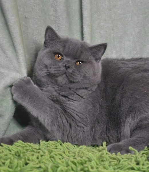 British Shorthair