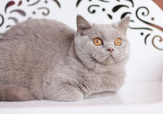 British Shorthair