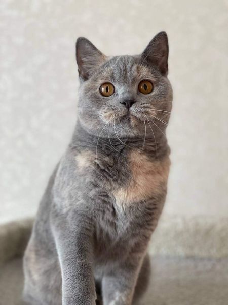 British Shorthair