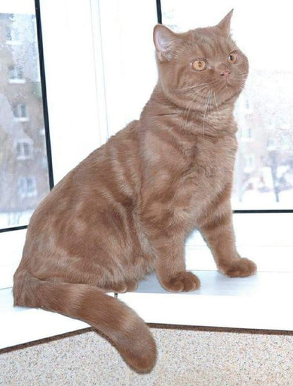 British Shorthair