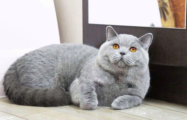 British Shorthair