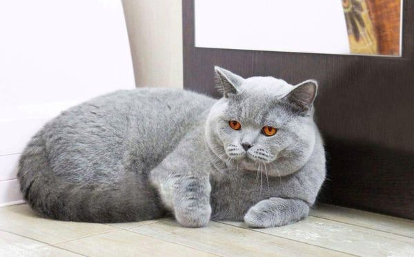 British Shorthair