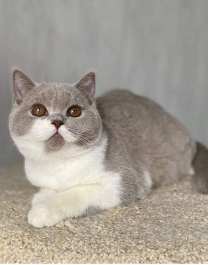 British Shorthair