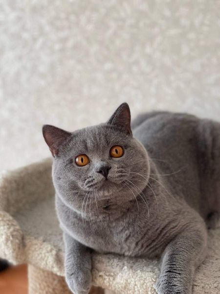 British Shorthair