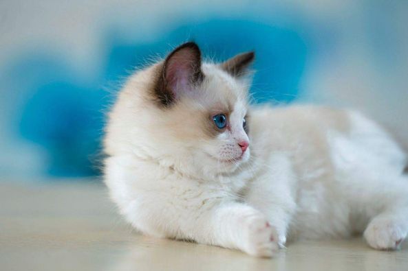 Ragdoll