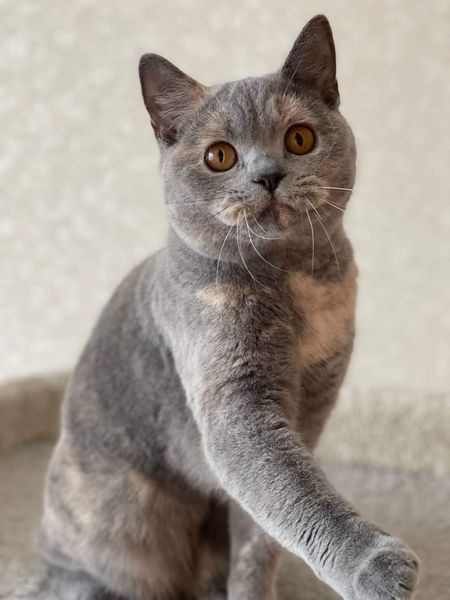 British Shorthair