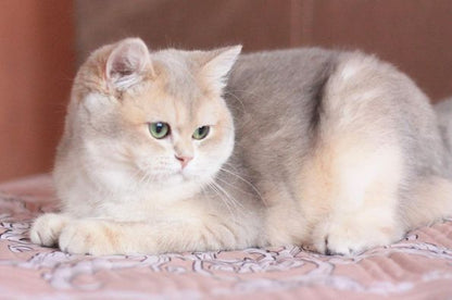 British Shorthair