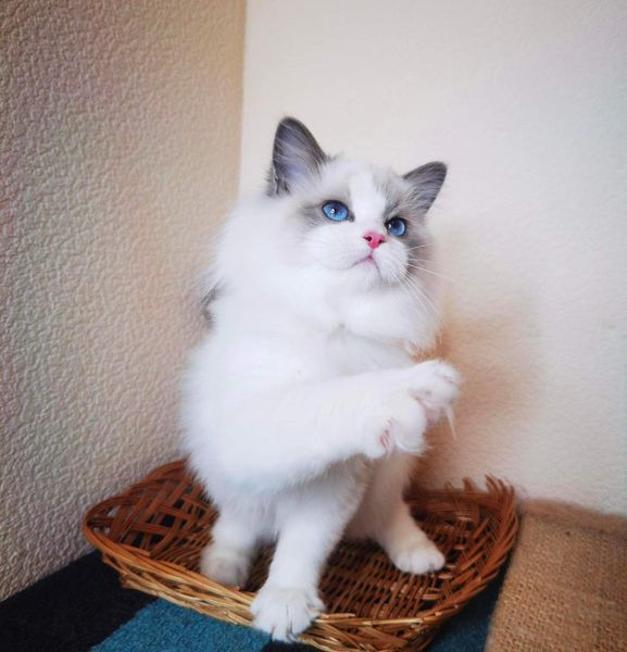 Ragdoll