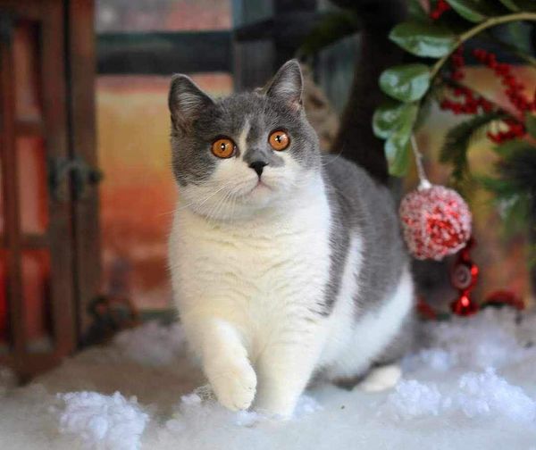 British Shorthair