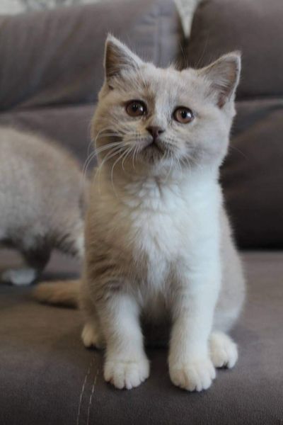 British Shorthair