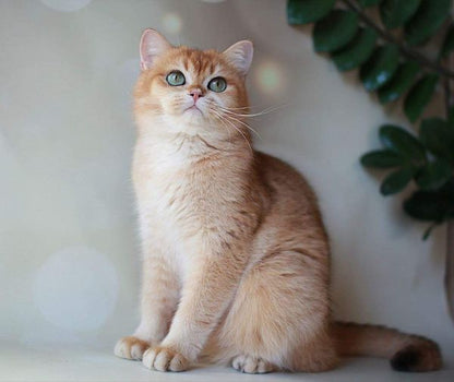 British Shorthair