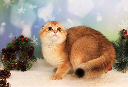 Scottish Fold