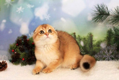 Scottish Fold