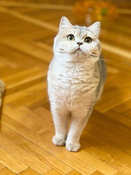 British Shorthair