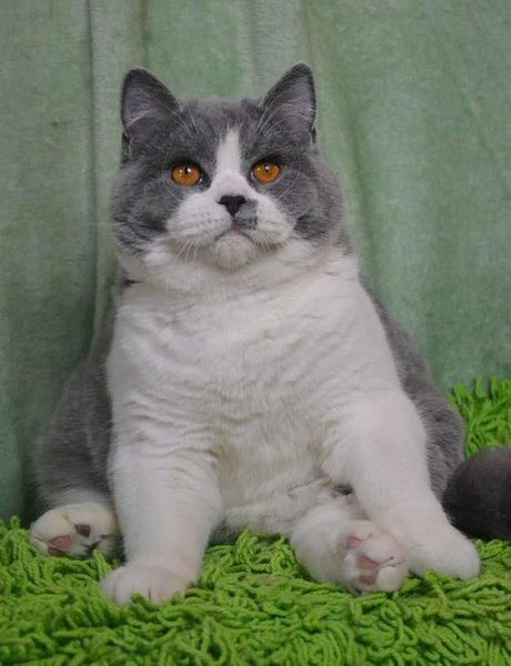 British Shorthair