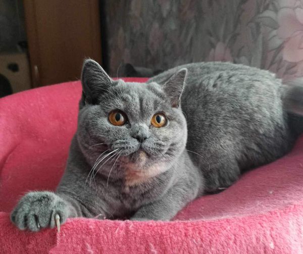 British Shorthair