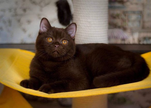 British Shorthair