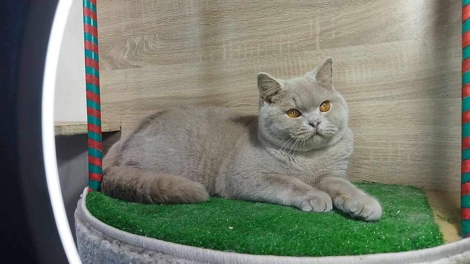 British Shorthair