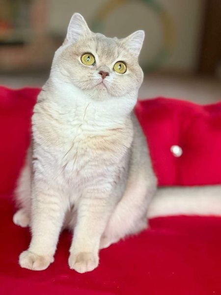 British Shorthair