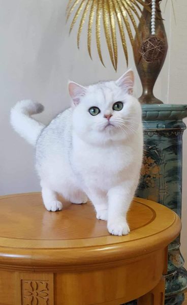 British Shorthair