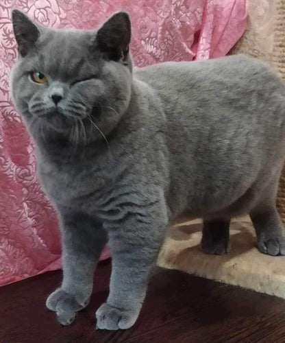 British Shorthair