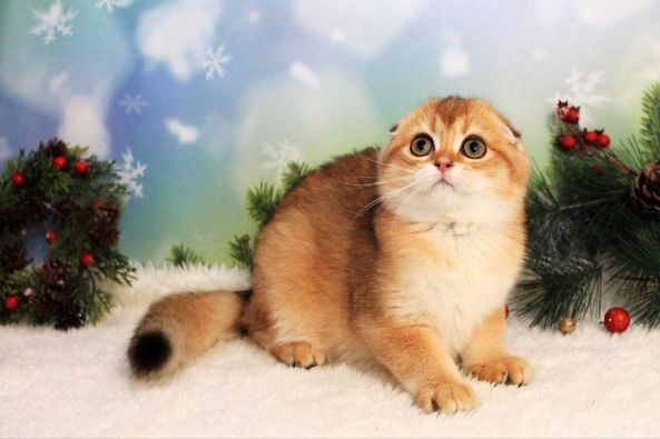 Scottish Fold