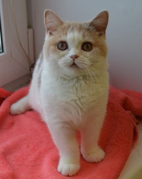 British Shorthair