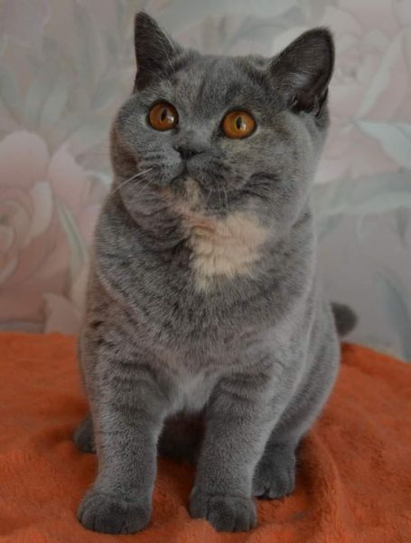 British Shorthair