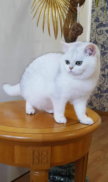 British Shorthair