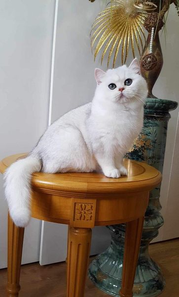 British Shorthair